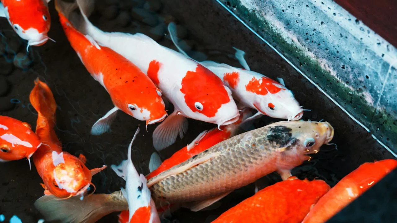 Can You Eat Koi from Your Fish Pond? 2 Koi Fish