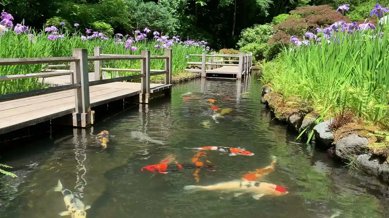 Can You Eat Koi from Your Fish Pond