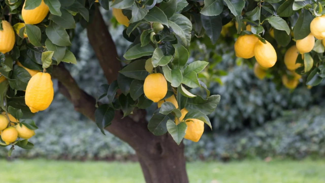 10 Best Fruit Trees For Houston (Perfect For Houston Backyards) 4 Lemon tree