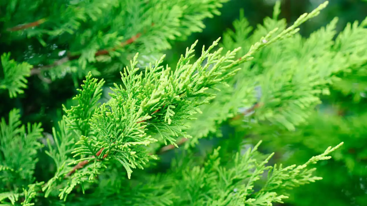 11 Trees That Don’t Lose Leaves (Perfect for Privacy) 9 Leyland Cypress