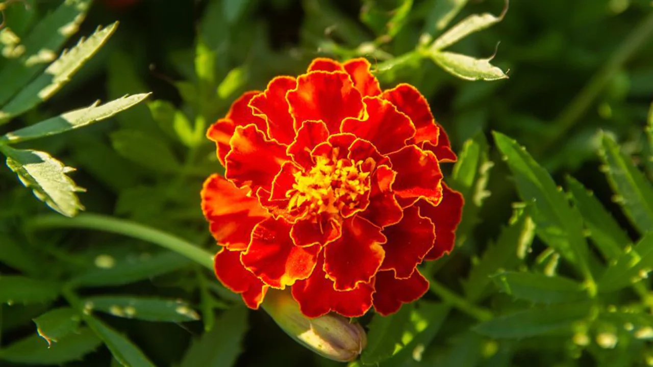 Marigold