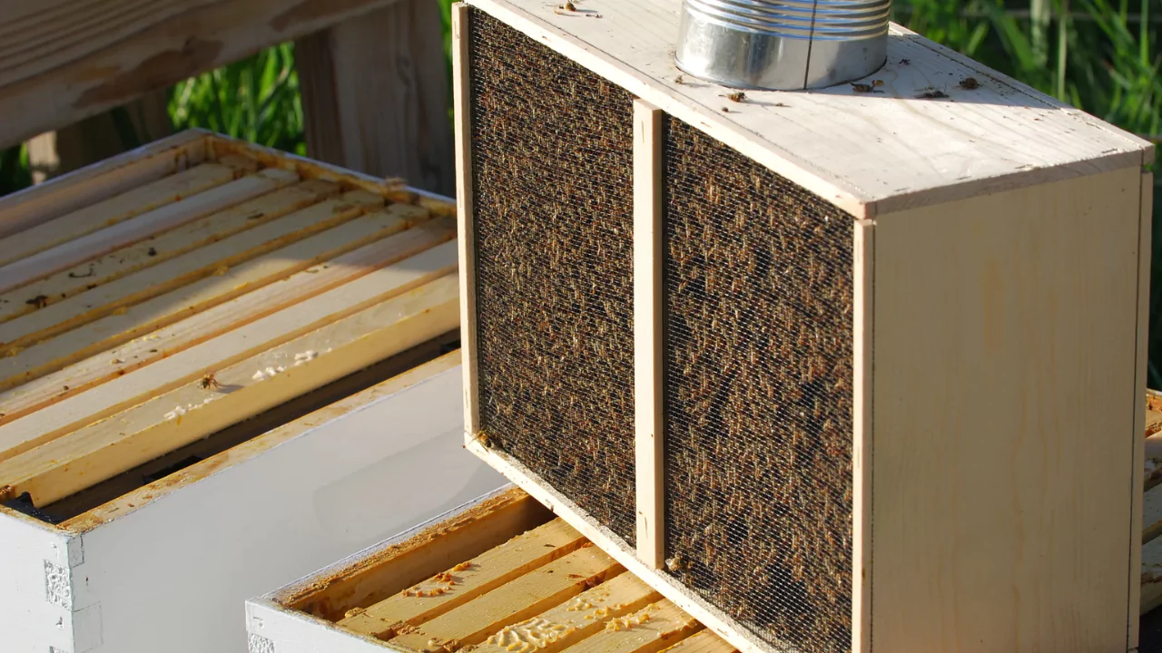 Marketable Queen Bee in bee package