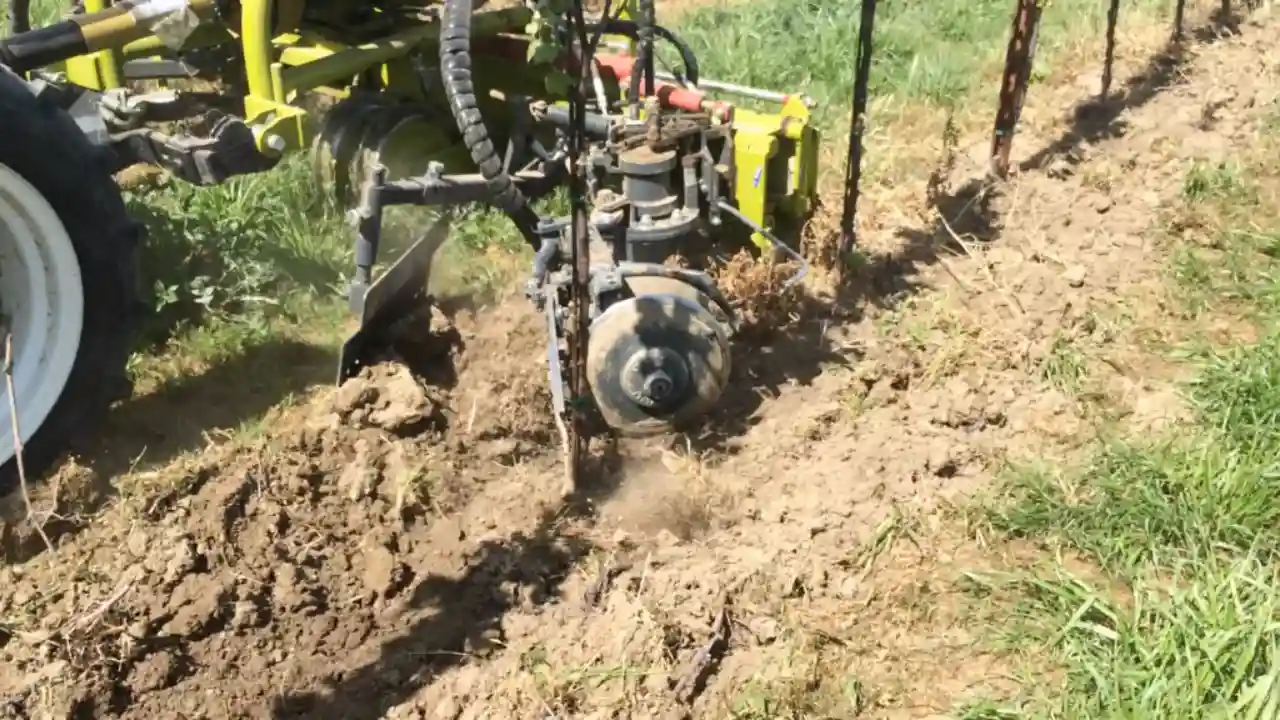 Common Creeping Weeds: How to Recognize & Prevention 8 Mechanical Control
