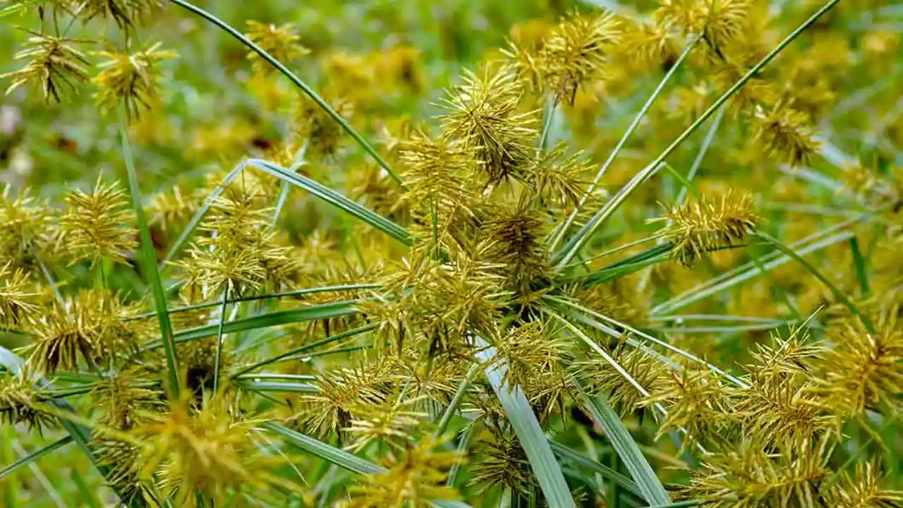 Common Creeping Weeds: How to Recognize & Prevention 6 Nutsedges