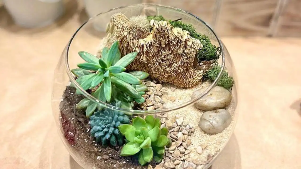 Open terrarium