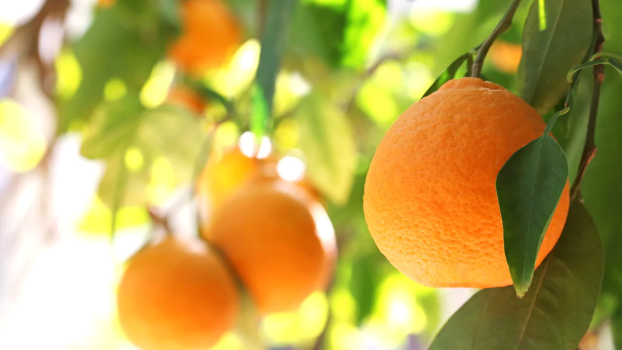 10 Best Fruit Trees For Houston (Perfect For Houston Backyards) 7 Orange Trees