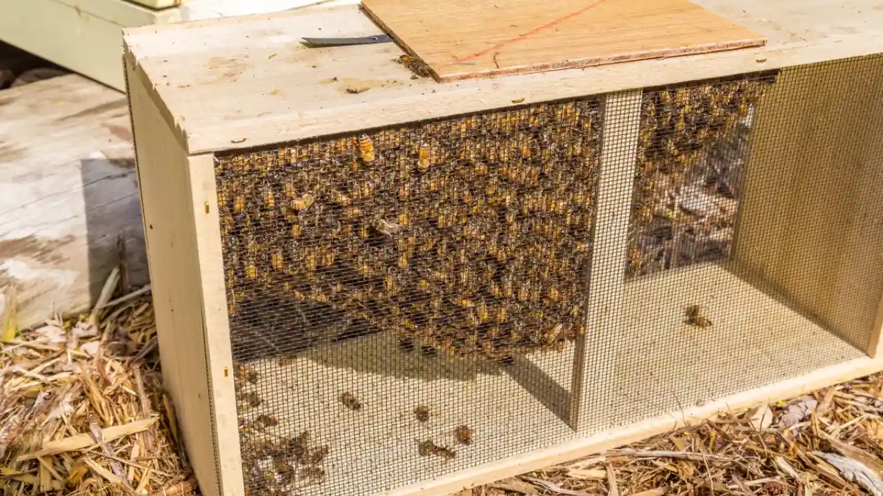 Package bees