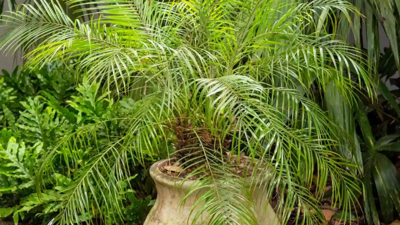 7 Small Palm Trees for Pool Area 10 Palm trees drainage in the pots