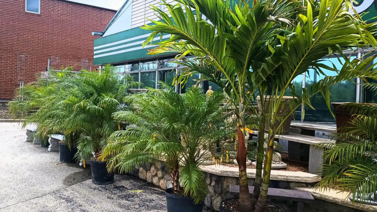 7 Small Palm Trees for Pool Area 9 Palm trees in the pots