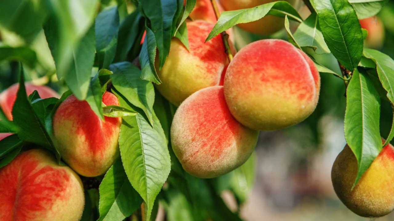 10 Best Fruit Trees For Houston (Perfect For Houston Backyards) 6 Peach Trees