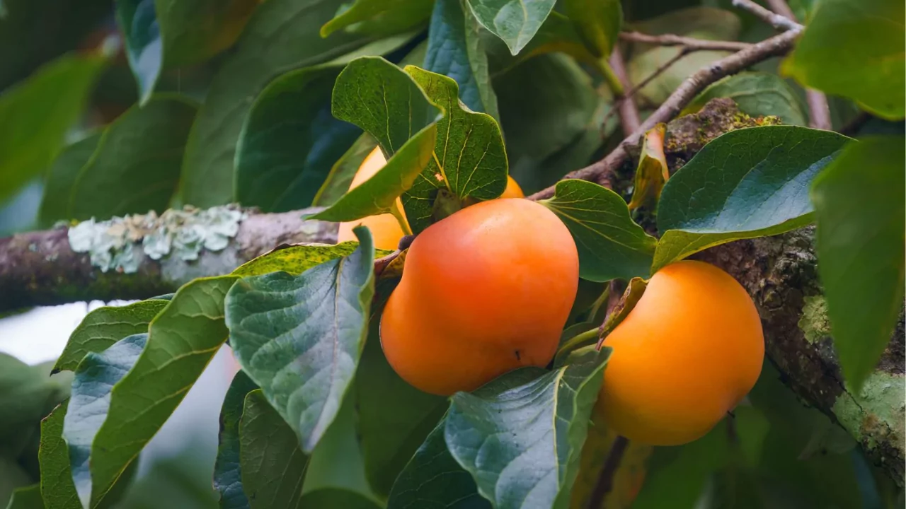 10 Best Fruit Trees For Houston (Perfect For Houston Backyards) 2 Persimmon Trees