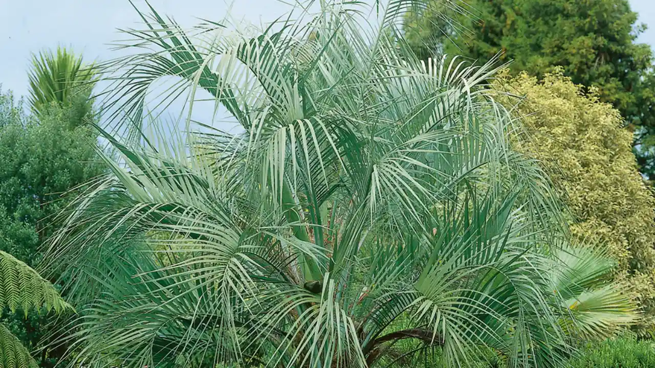 7 Small Palm Trees for Pool Area 4 Pindo Palm