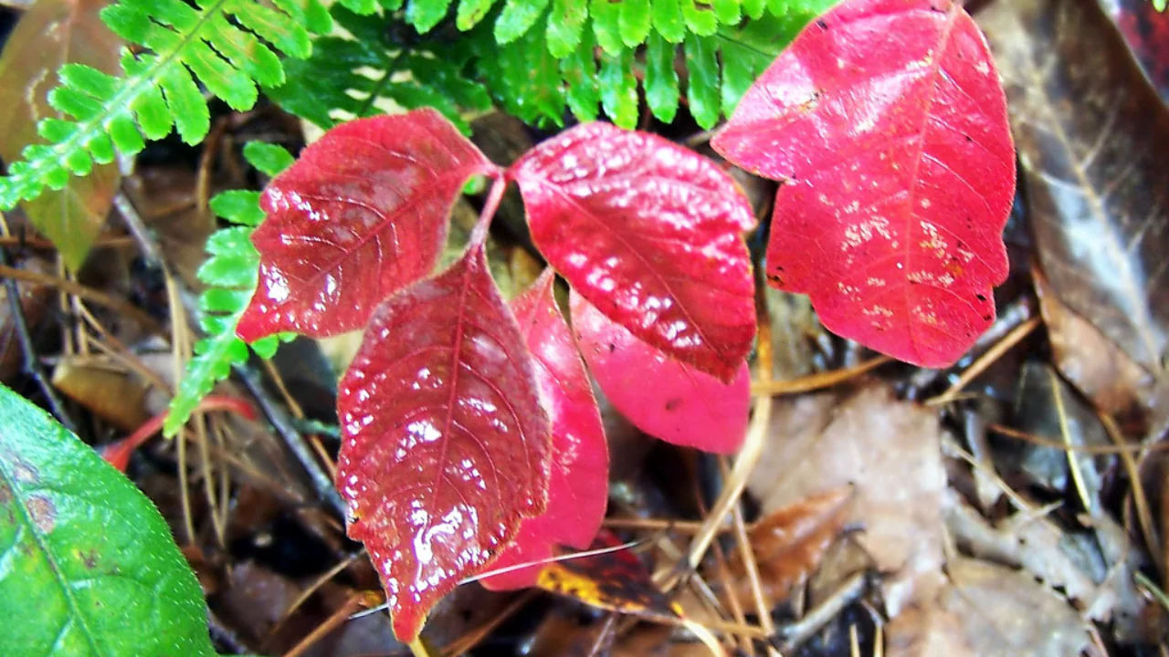 Weeds In New England: 7 Most Common Weeds 1 Poison ivy