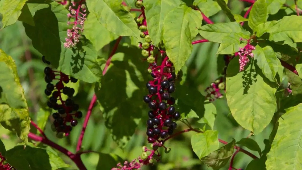11 Tall Garden Weeds (With Images) 2 Pokeweed