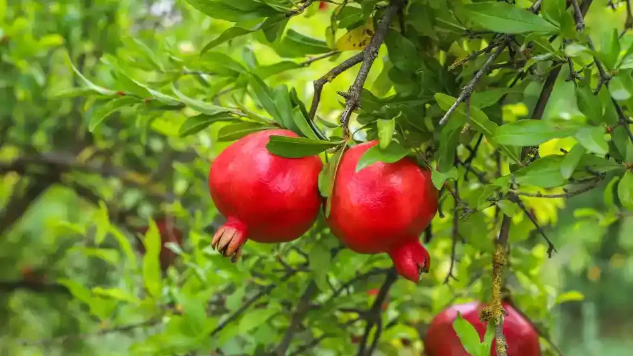 10 Best Fruit Trees For Houston (Perfect For Houston Backyards) 3 Pomegranate Trees 1
