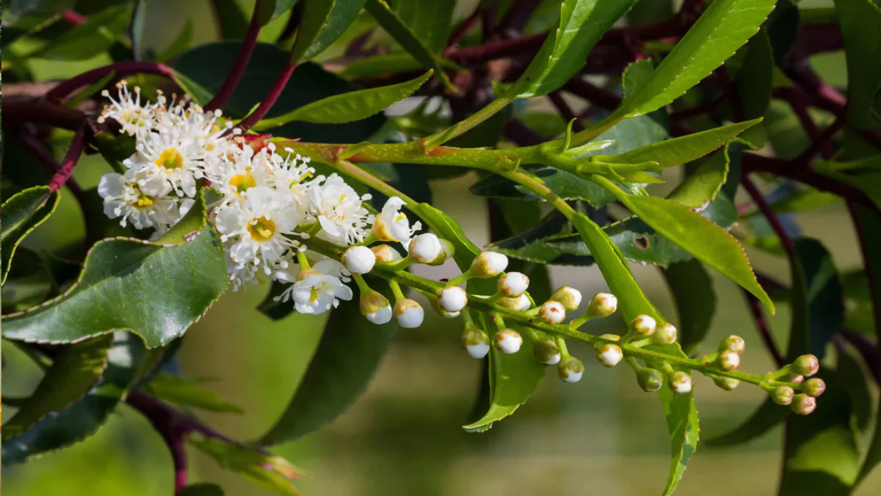 11 Trees That Don’t Lose Leaves (Perfect for Privacy) 2 Portuguese Laurel