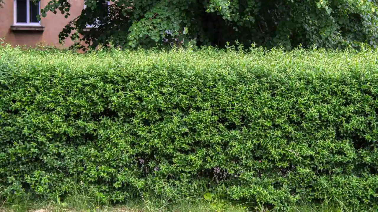 11 Trees That Don’t Lose Leaves (Perfect for Privacy) 11 Privet