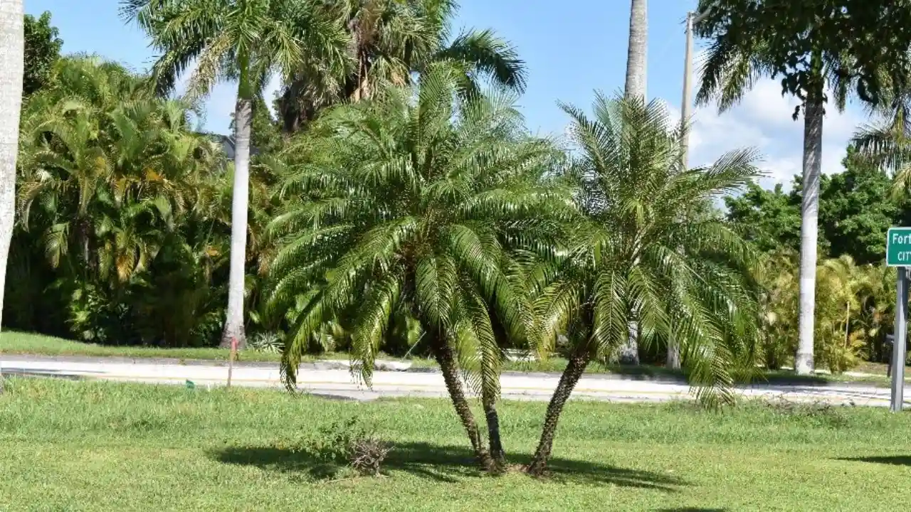 7 Small Palm Trees for Pool Area 2 Pygmy Date Palm