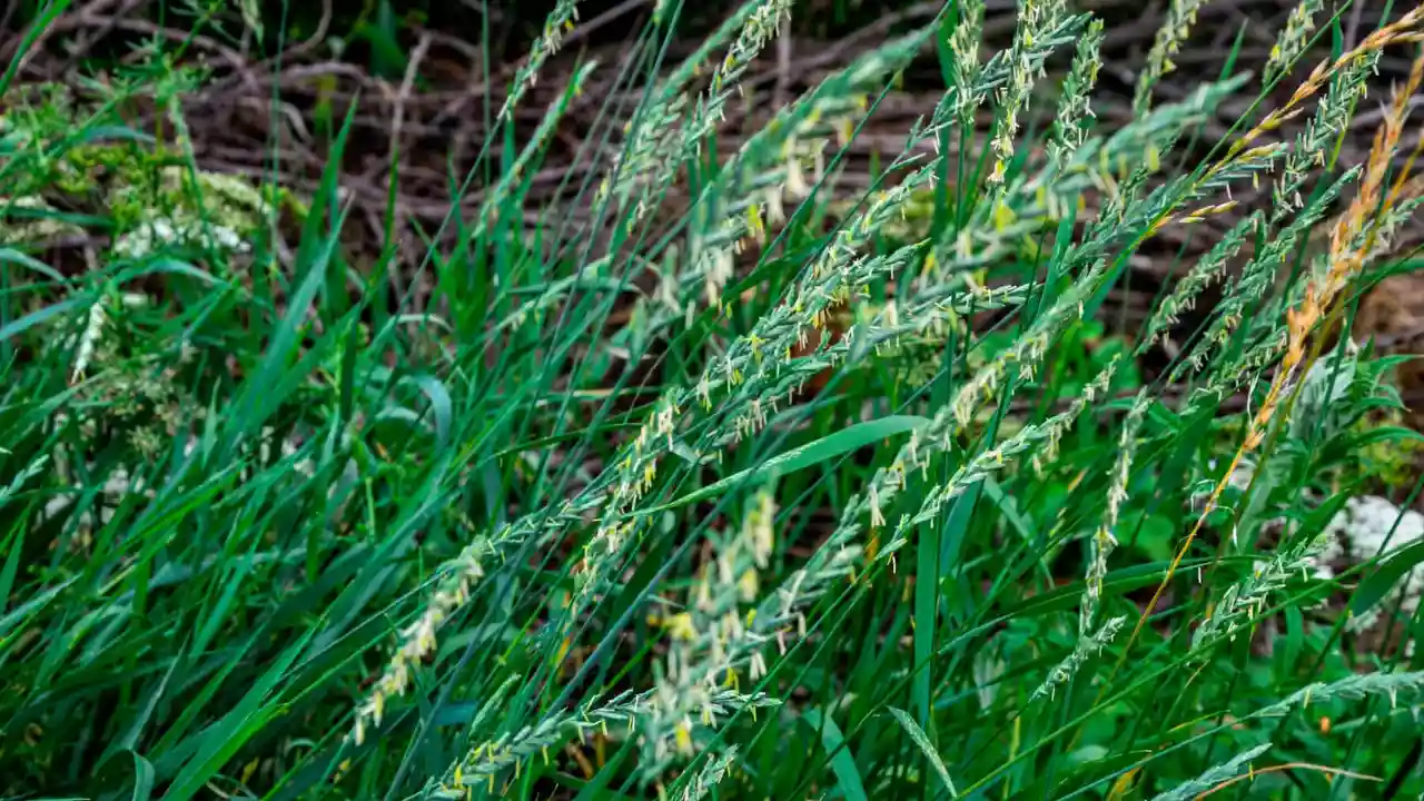 Common Creeping Weeds: How to Recognize & Prevention 3 Quackgrass