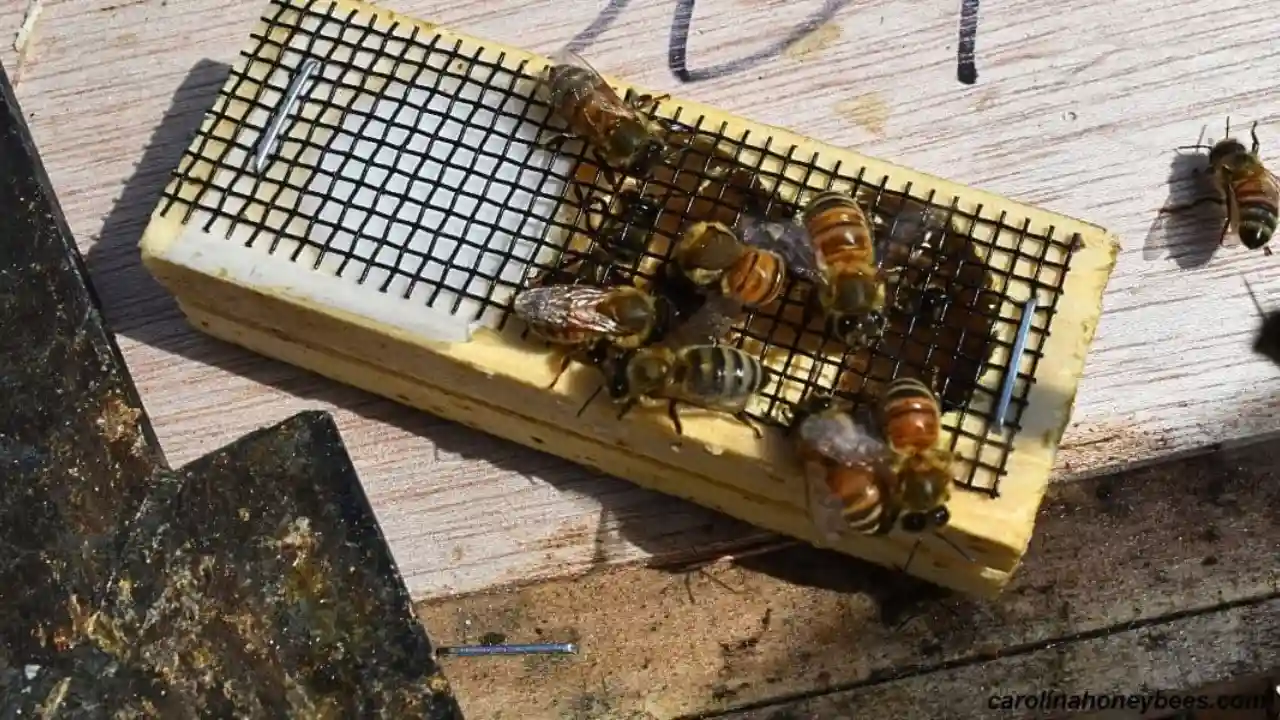 Replacing bee queen