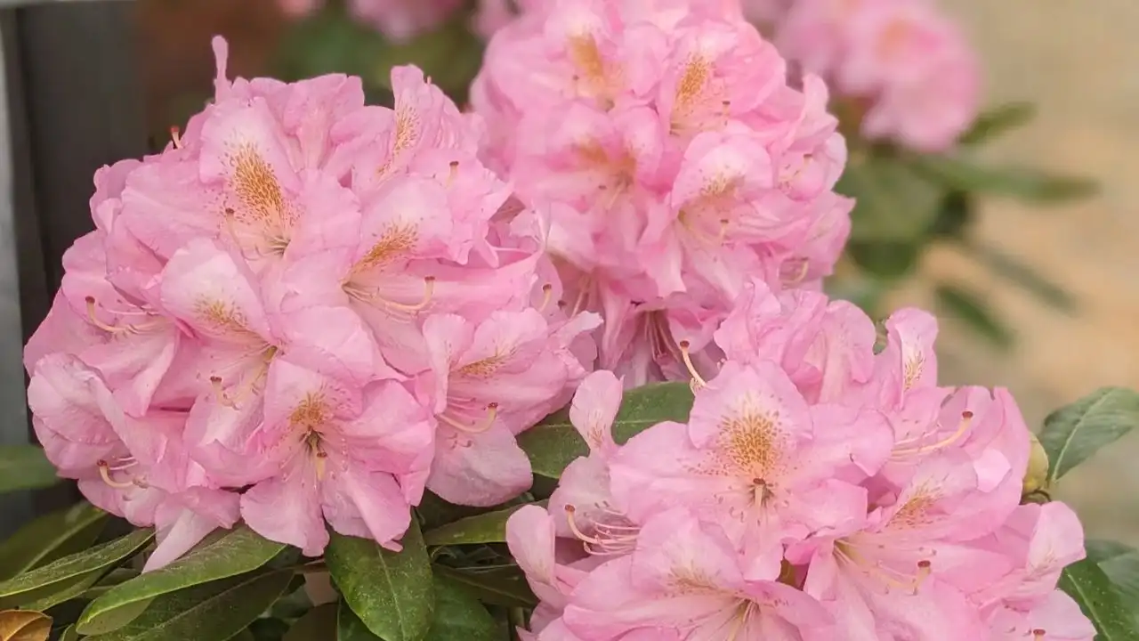 11 Tall Garden Weeds (With Images) 3 Rhododendron