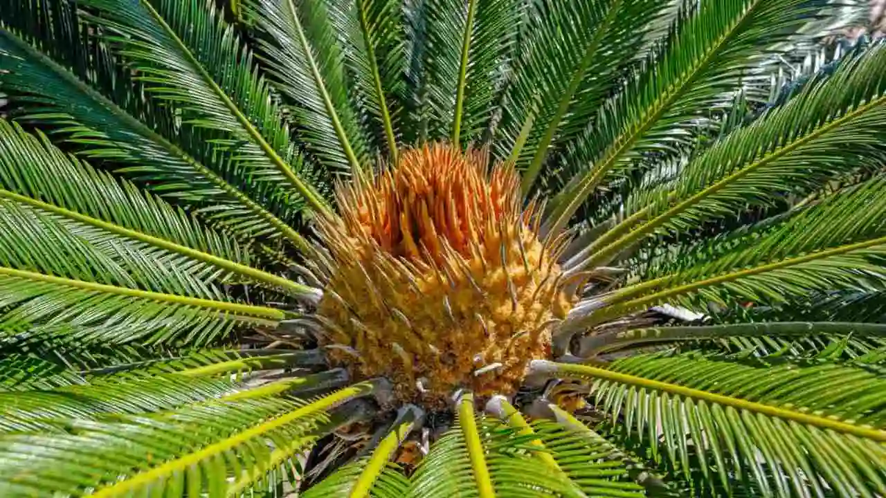 7 Small Palm Trees for Pool Area 3 Sago Palm