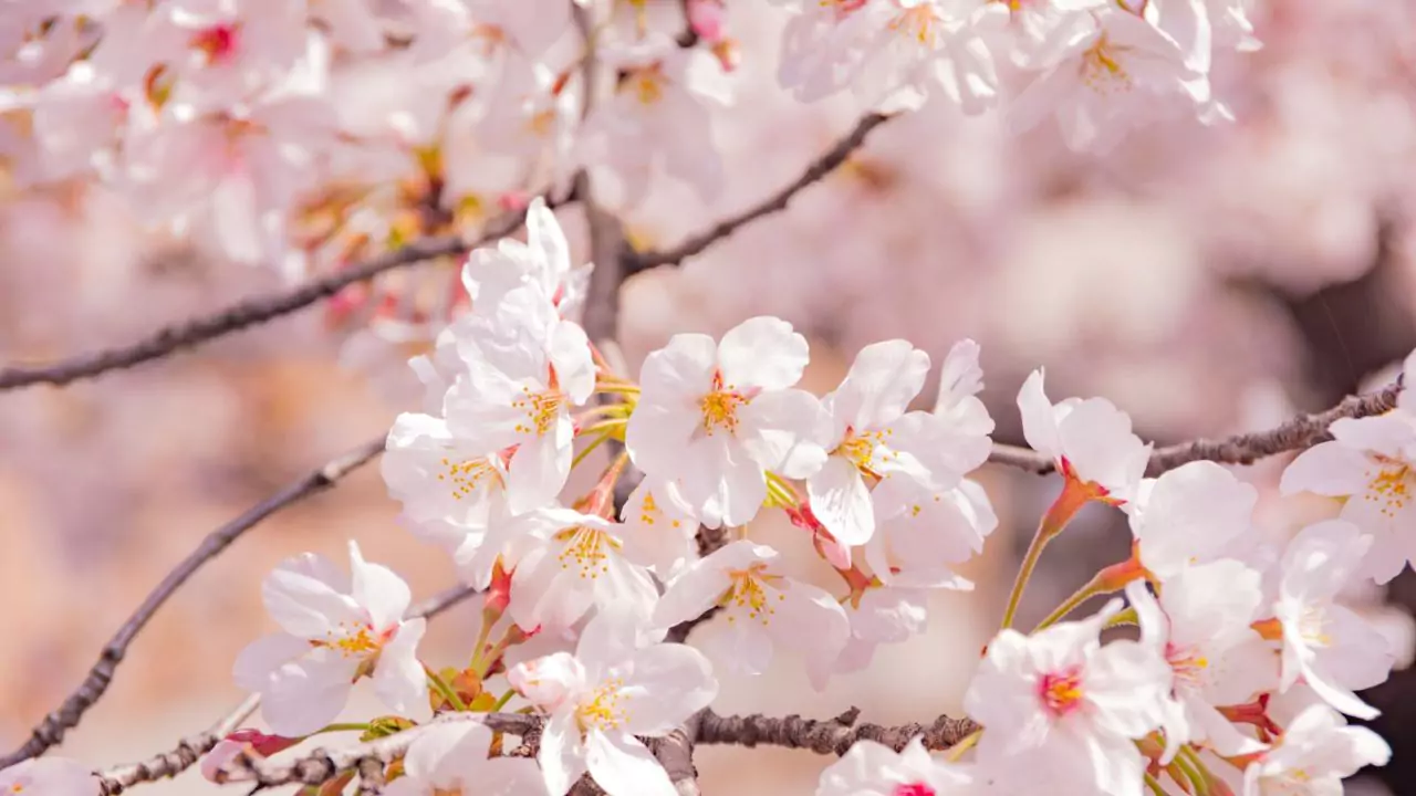 10 Popular Flowers In Japan 9 Sakura – The Japanese Cherry Blossom