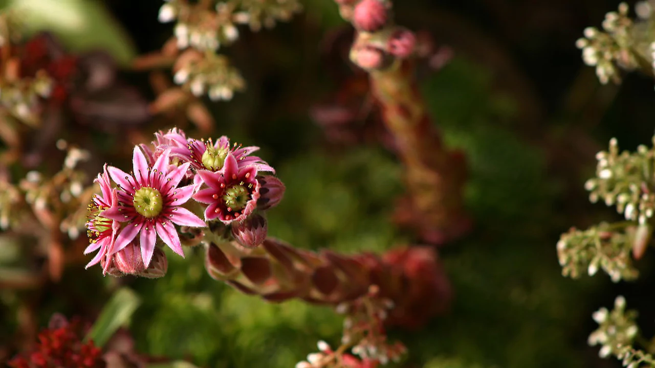10 Succulents With Beautiful Red Flowers 7 Sempervivum Tectorum