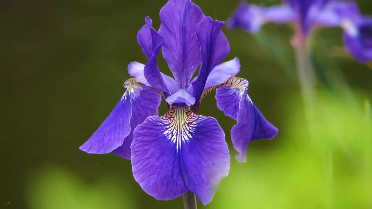10 Popular Flowers In Japan 10 Shobu – Iris