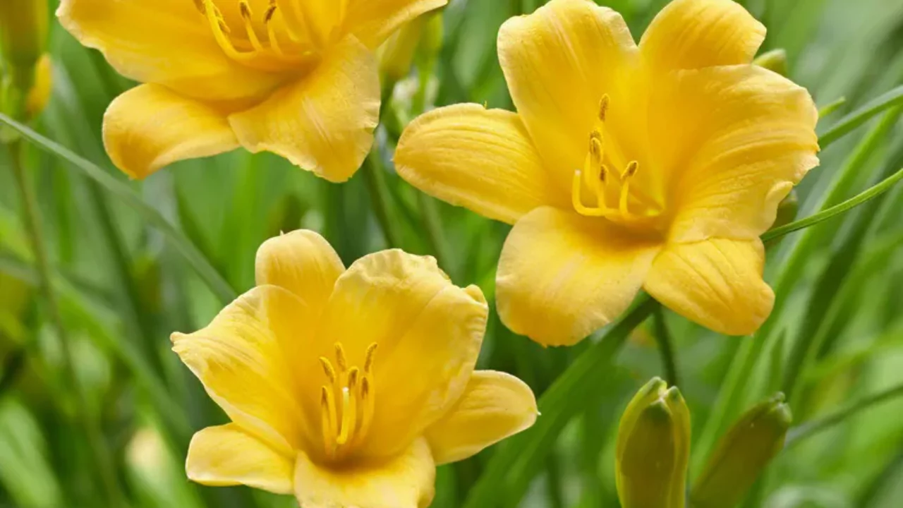 Stella dOro Daylily