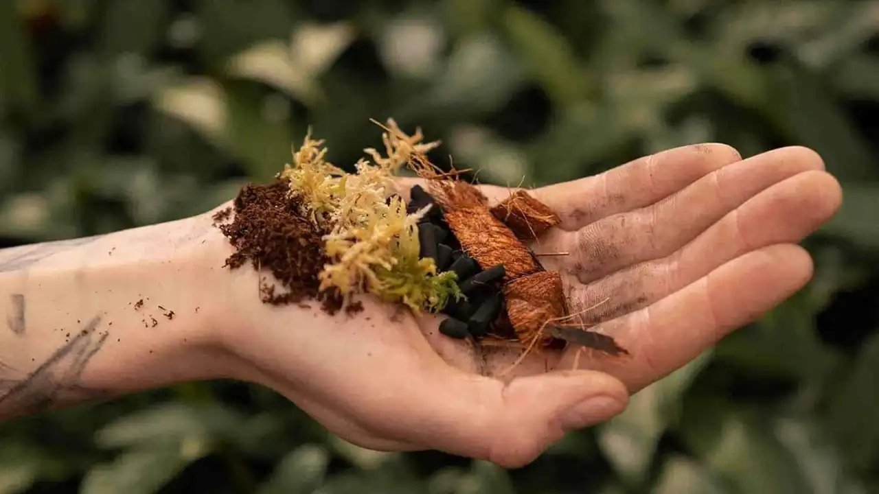 Terrarium Soil