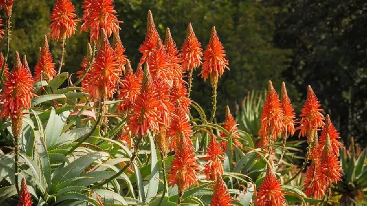 10 Succulents With Beautiful Red Flowers 5 Torch Aloe