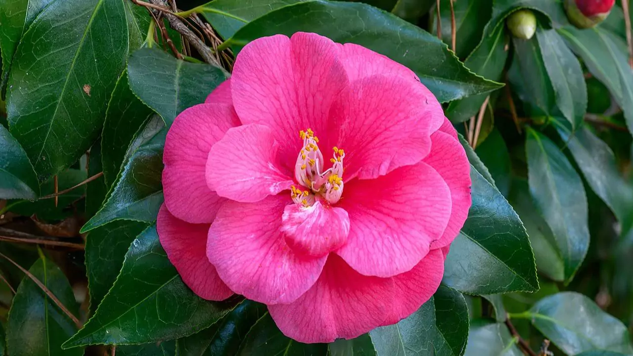 10 Popular Flowers In Japan 4 Tsubaki Camellia