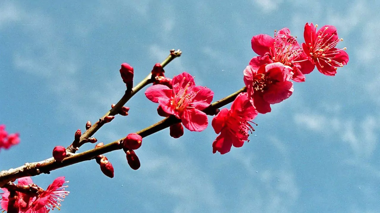 10 Popular Flowers In Japan 2 Ume – Japanese Apricot