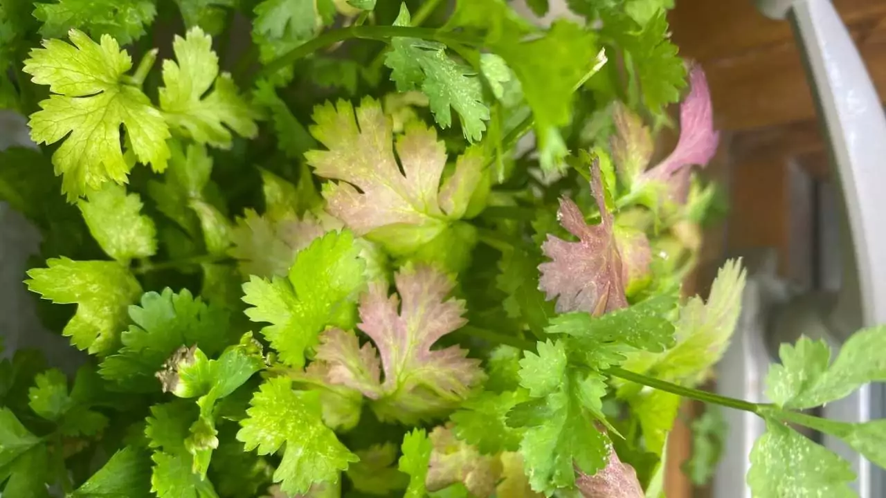 Why Are My Cilantro Stems Turning Purple? 1 Why Are My Cilantro Stems Turning Purple