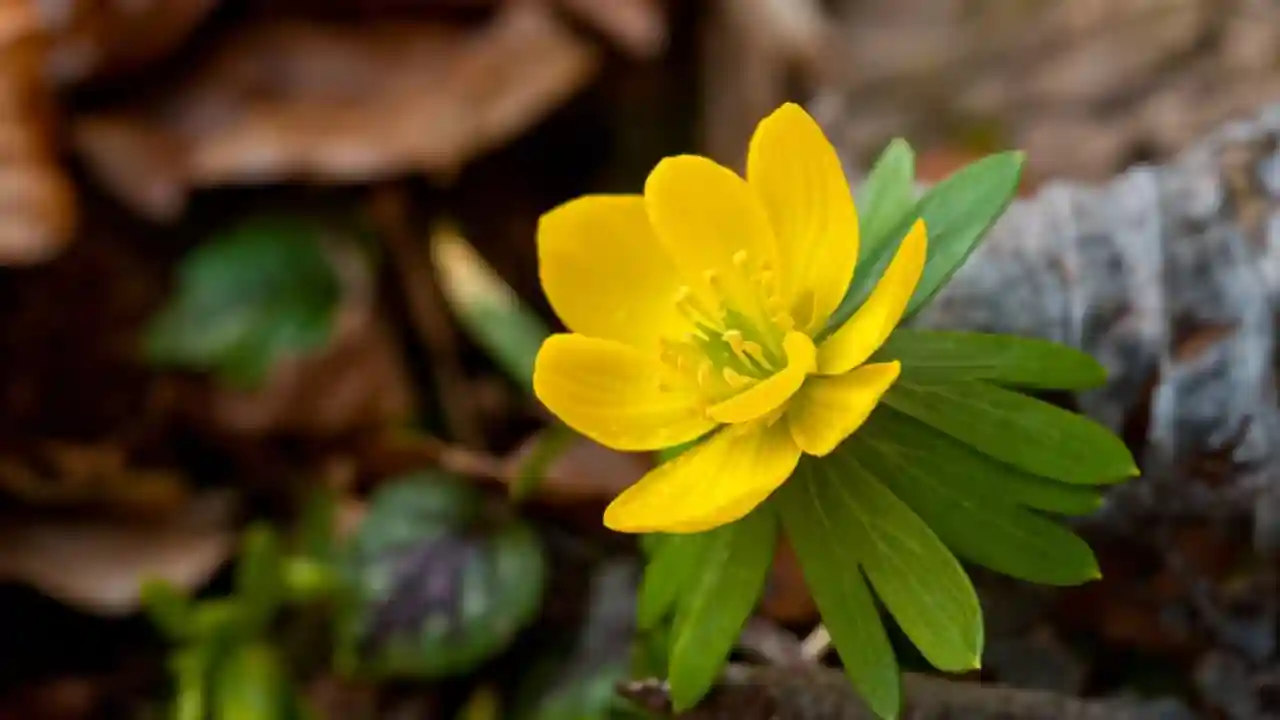 Winter Aconite