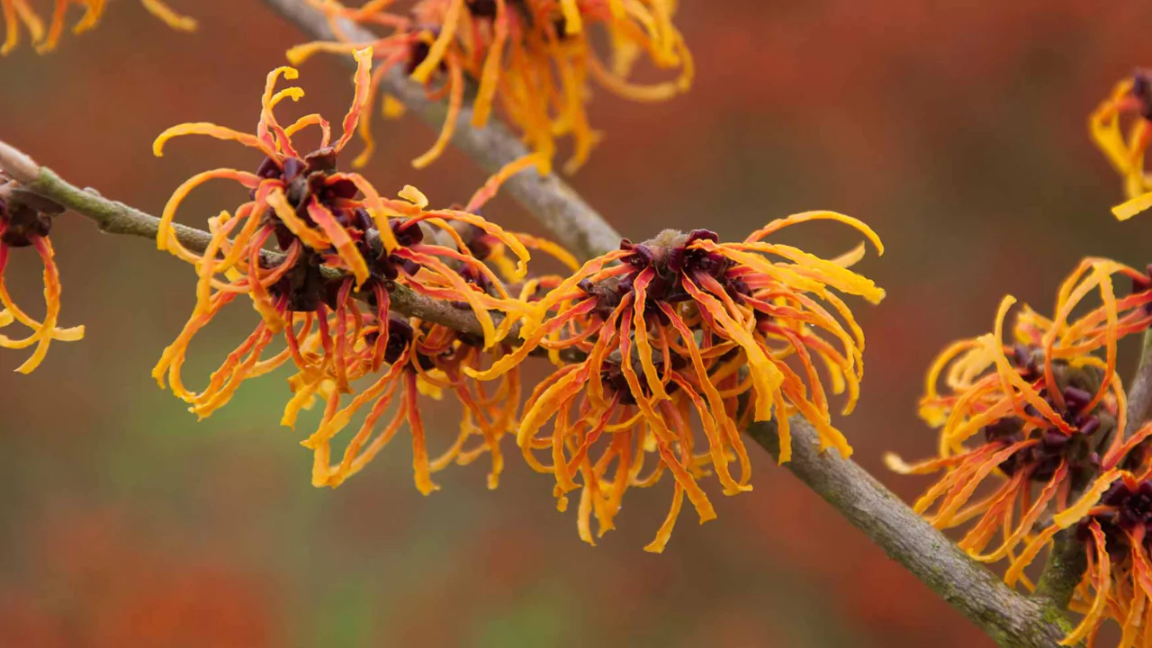 Witch Hazel