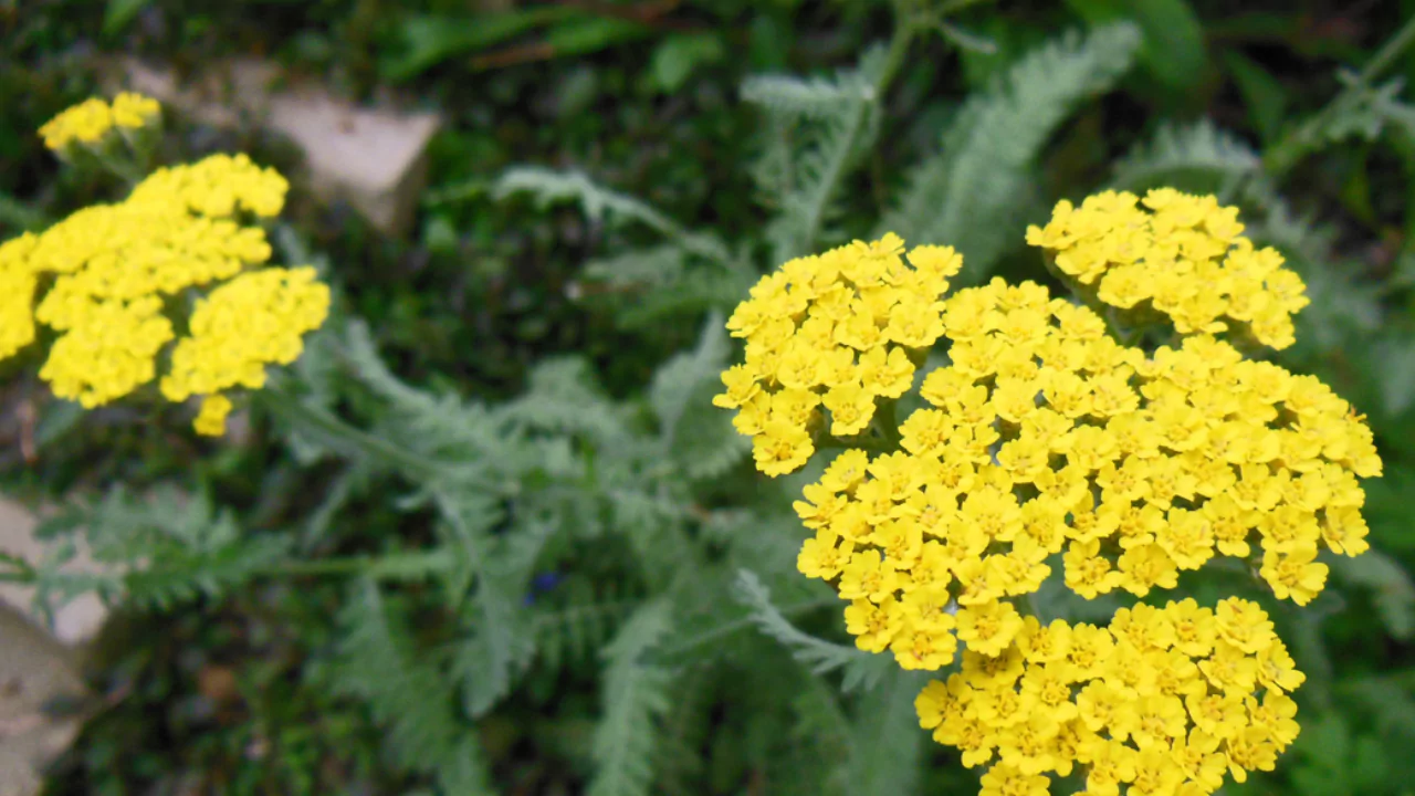 Yarrow