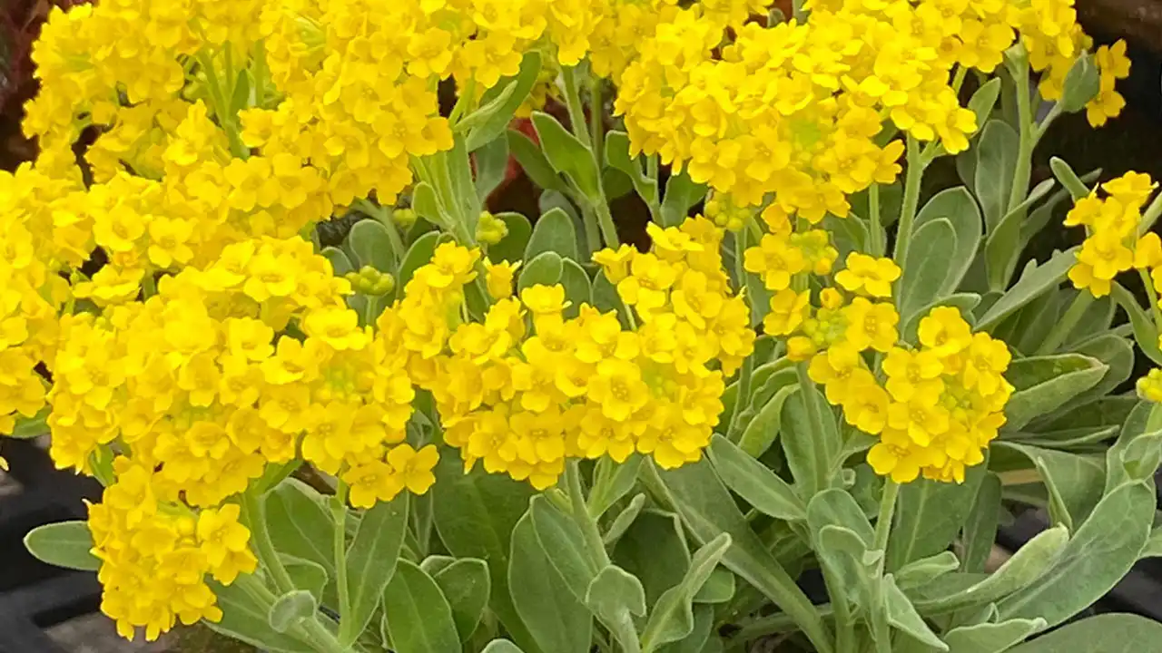 Yellow Alyssum