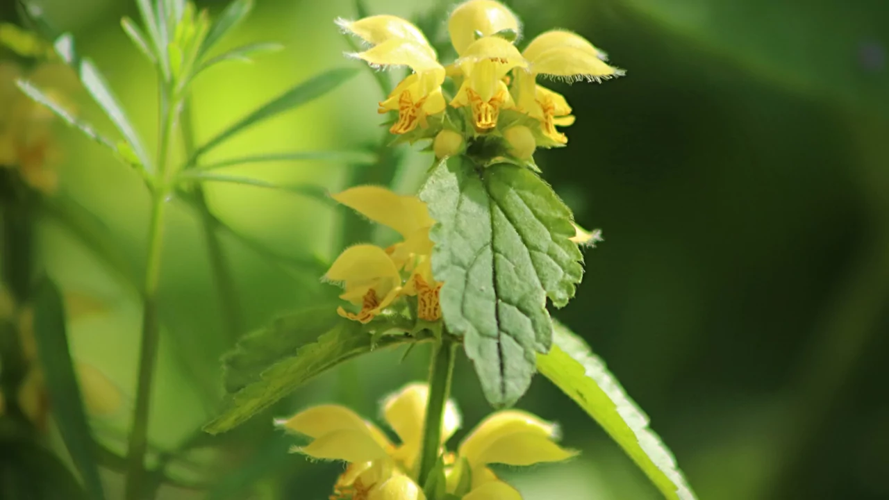 Yellow Archangel