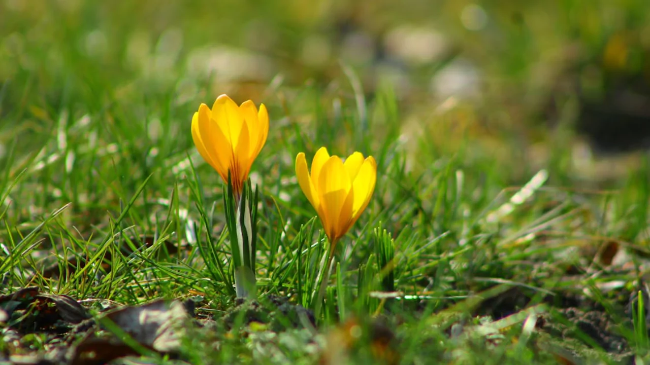 Yellow Crocus