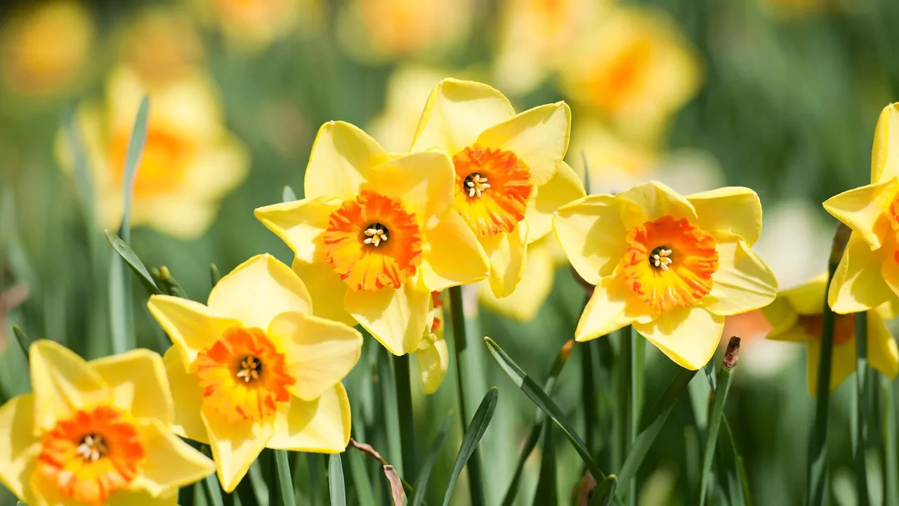 Yellow Daffodils