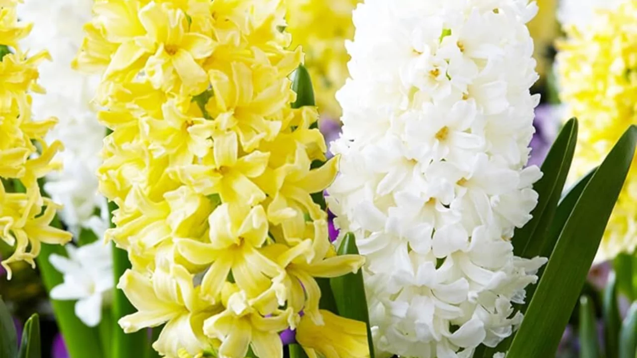 Yellow Hyacinth
