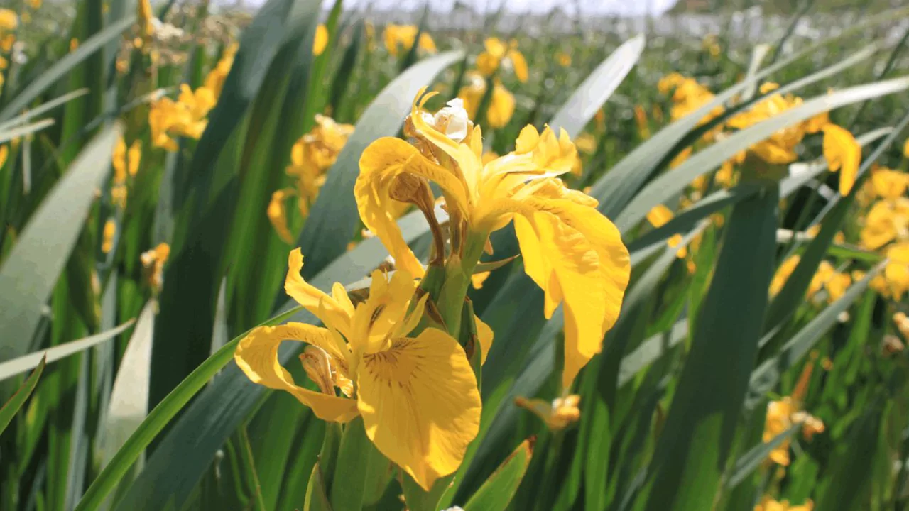 Yellow Iris