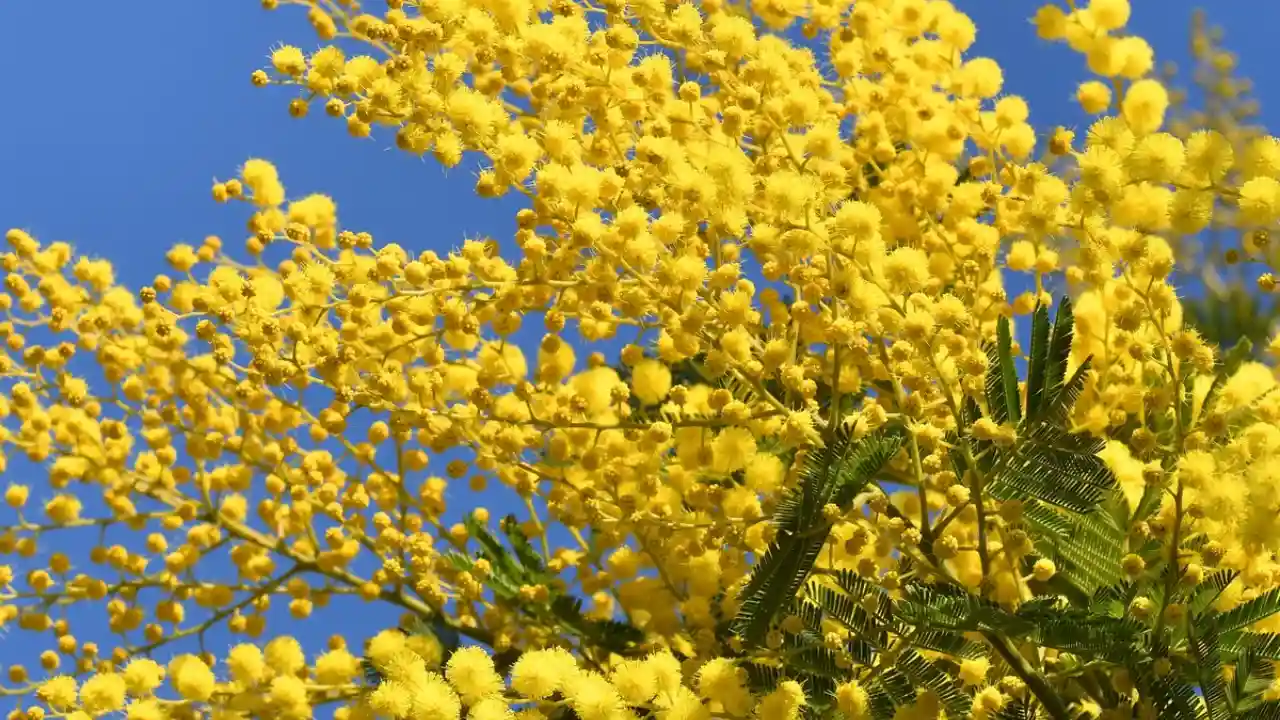 Yellow Mimosa