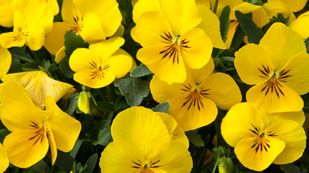 Yellow Pansies