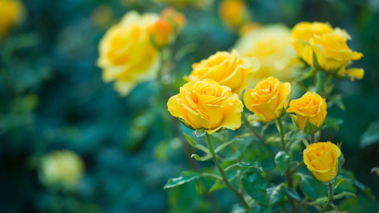Yellow rose 1