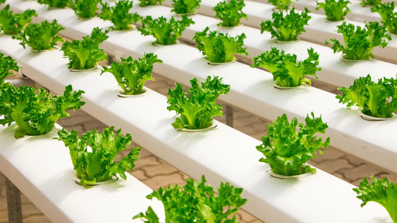 Do You Need Special Seeds for Hydroponics