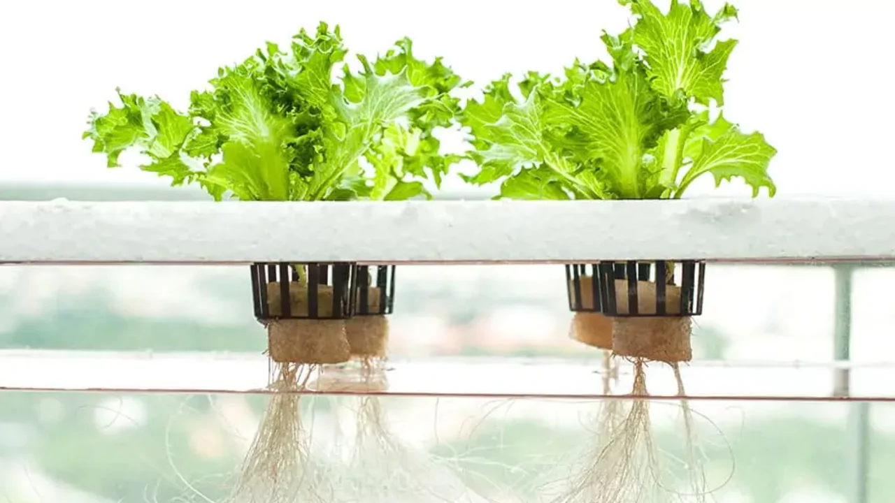 Aeroponics aquaponics