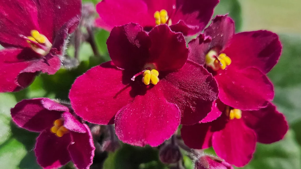 African Violets 1